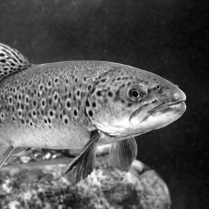 Fisch